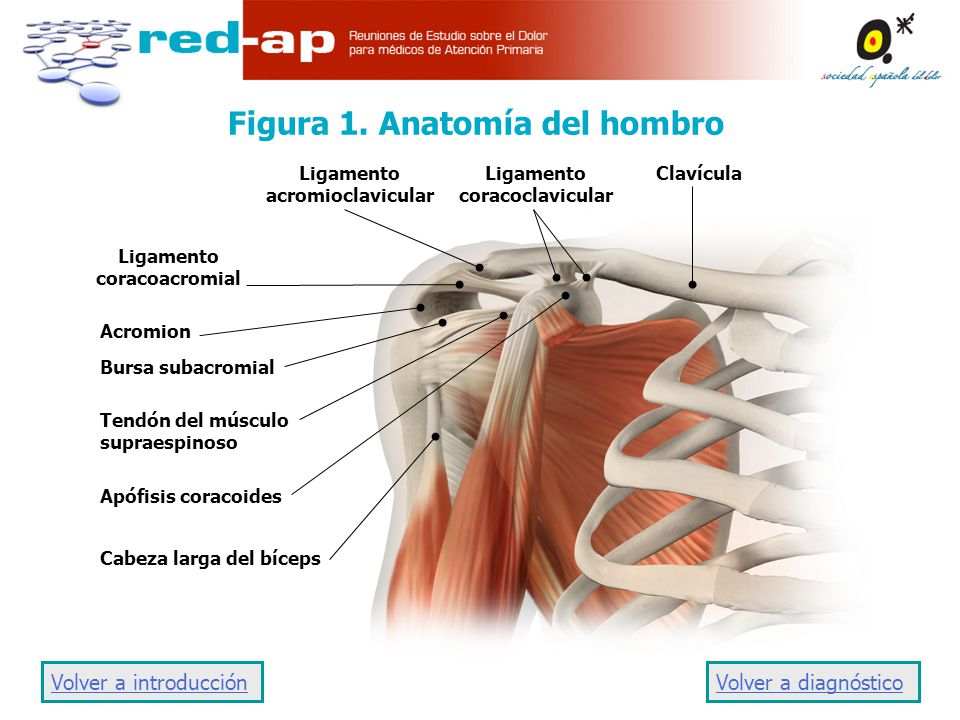 fotos diabetes del hombro labrum fotos diabetes del hombro labrum
